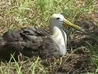 306 Albatross Nesting.JPG (99 KB)